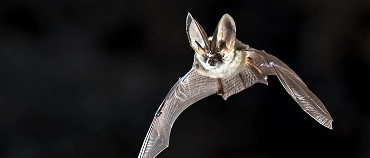 屋根裏や床下に潜むネズミ