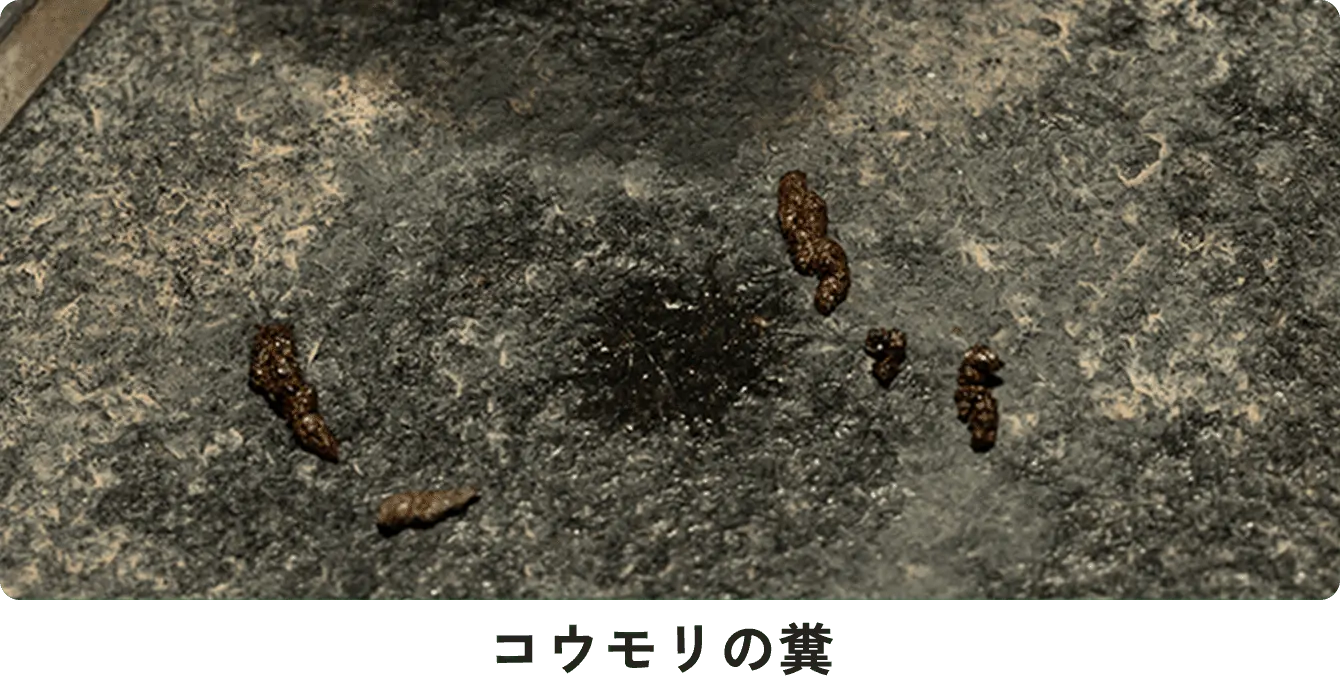 ラットラインと呼ばれる糞の痕跡