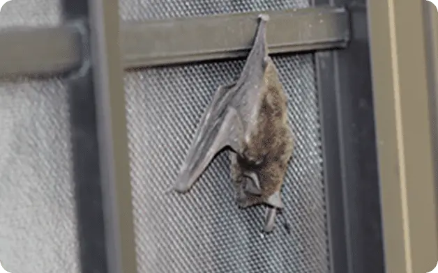 屋根裏に登るネズミ