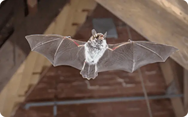 活動を活発化させるネズミ