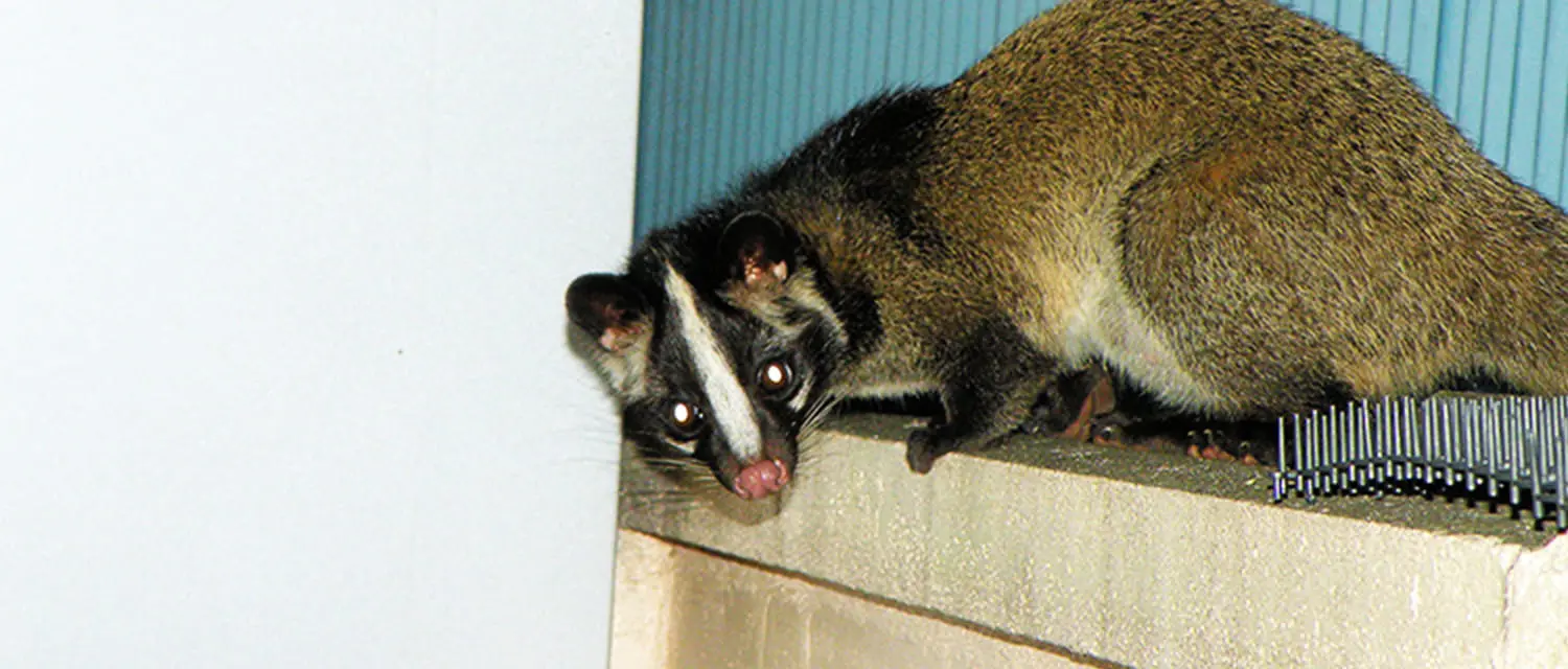屋根裏や床下に潜むネズミ