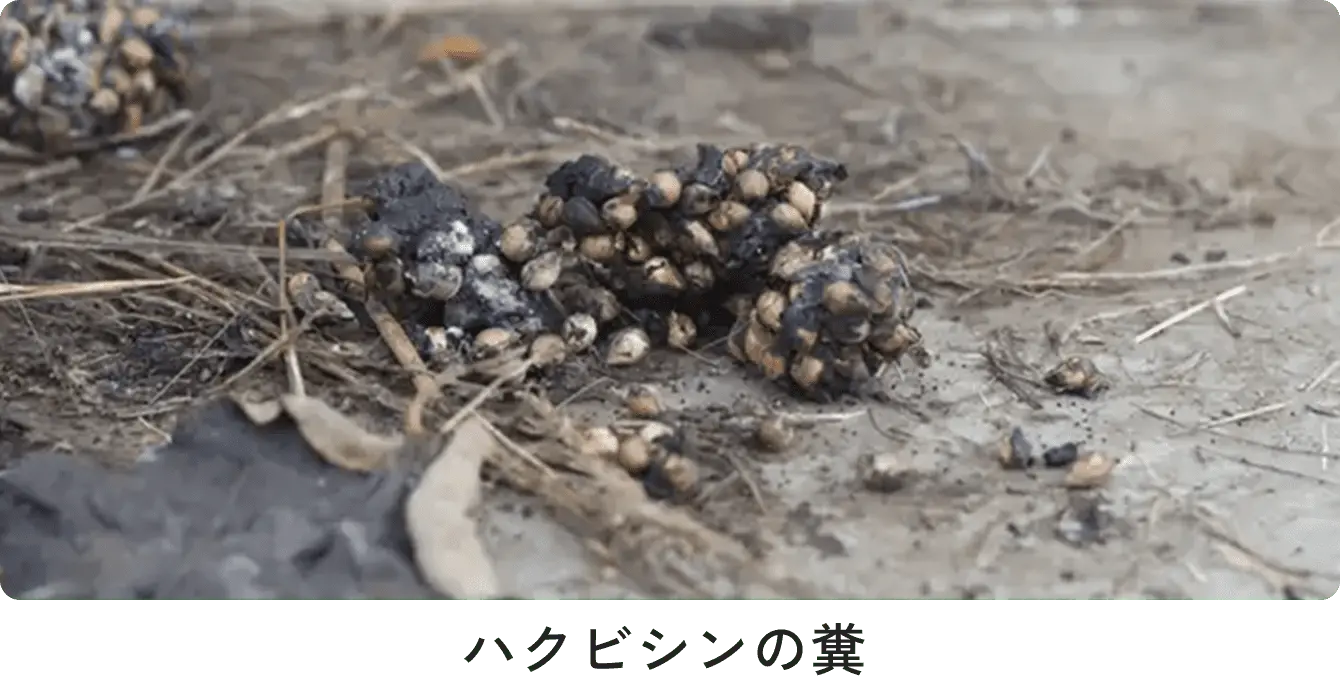 ラットラインと呼ばれる糞の痕跡