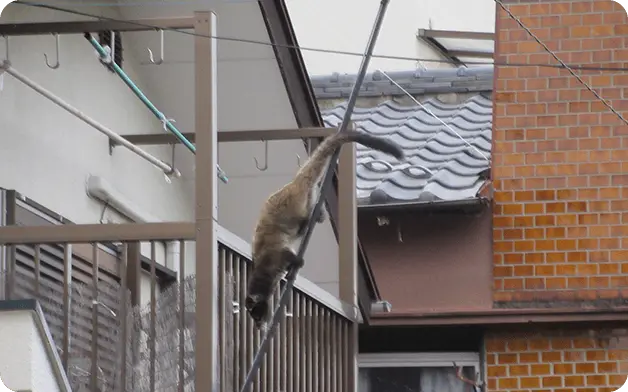 屋根裏に登るネズミ