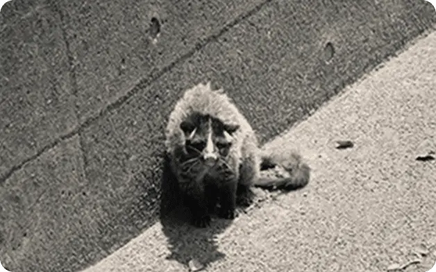 活動を活発化させるネズミ