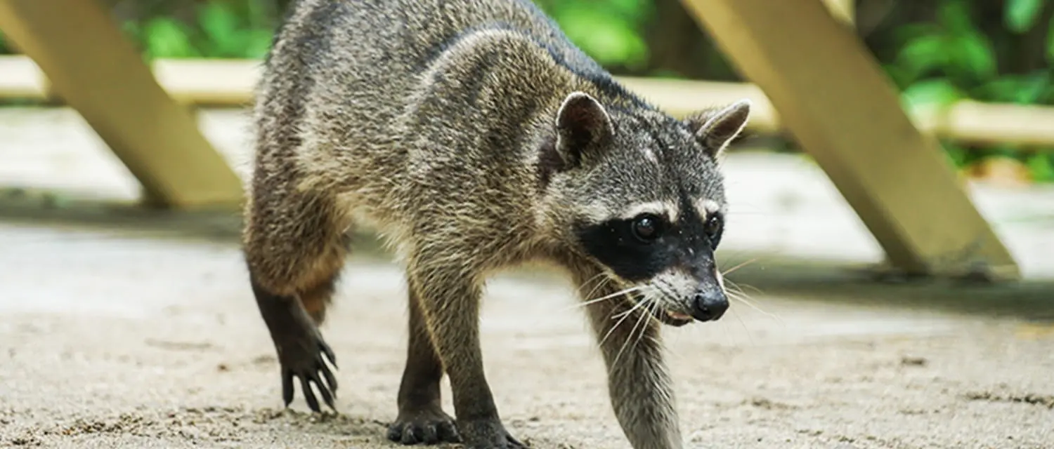 屋根裏や床下に潜むネズミ