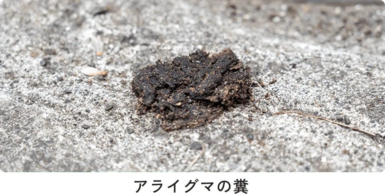 アライグマの糞