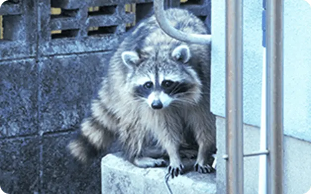 屋根裏に登るネズミ