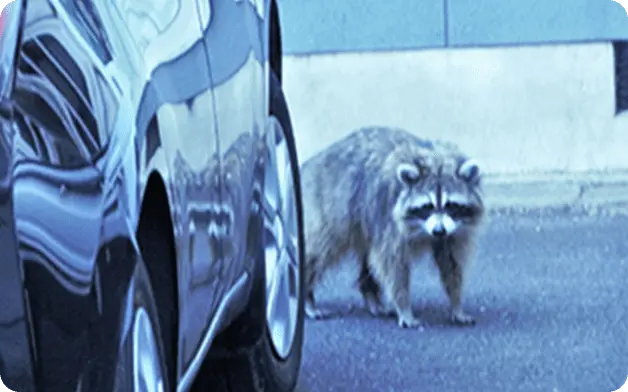 活動を活発化させるネズミ