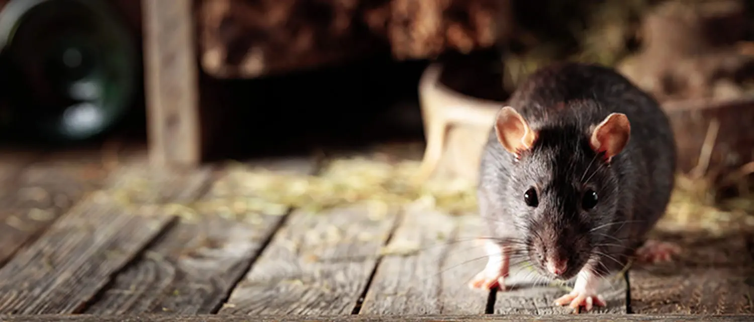 屋根裏や床下に潜むネズミ