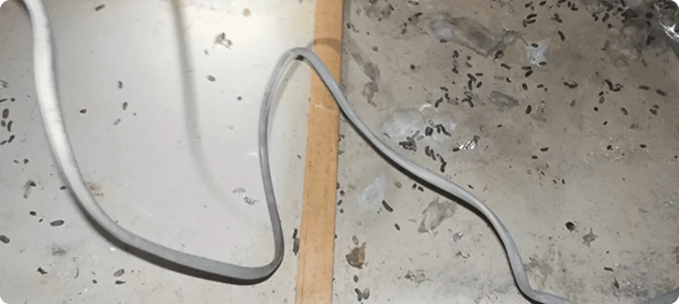 ラットラインと呼ばれる糞の痕跡