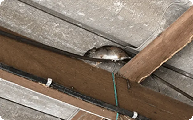 屋根裏に登るネズミ