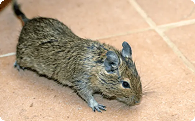 活動を活発化させるネズミ