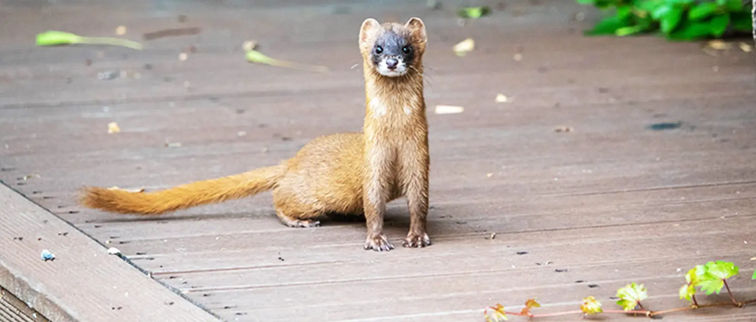 屋根裏や床下に潜むネズミ