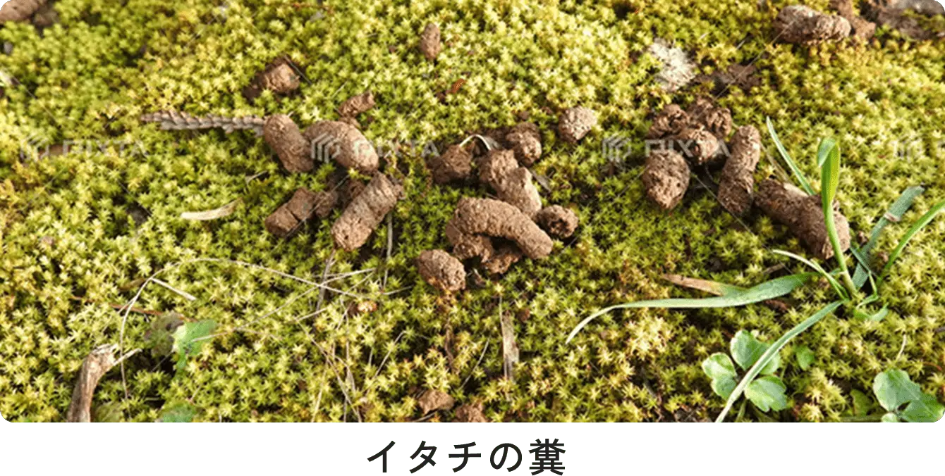 ラットラインと呼ばれる糞の痕跡