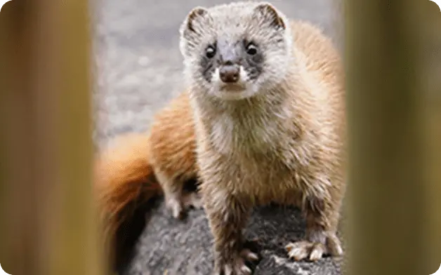 屋根裏に登るネズミ