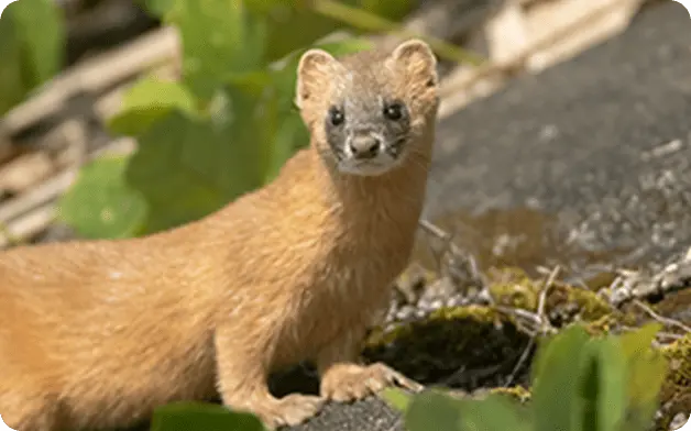 活動を活発化させるネズミ