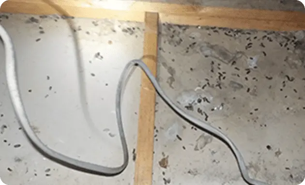 フン清掃施工前