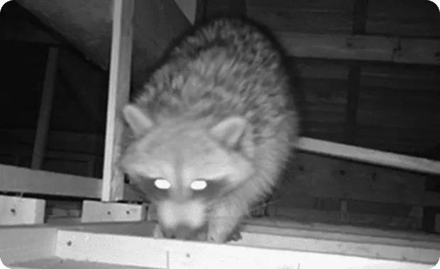 アライグマが天井を移動する様子