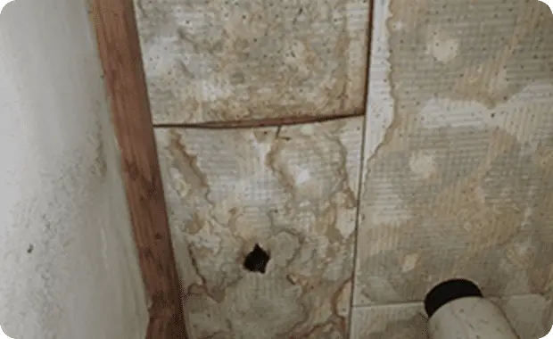 糞尿によるシミで壁や天井が汚れる