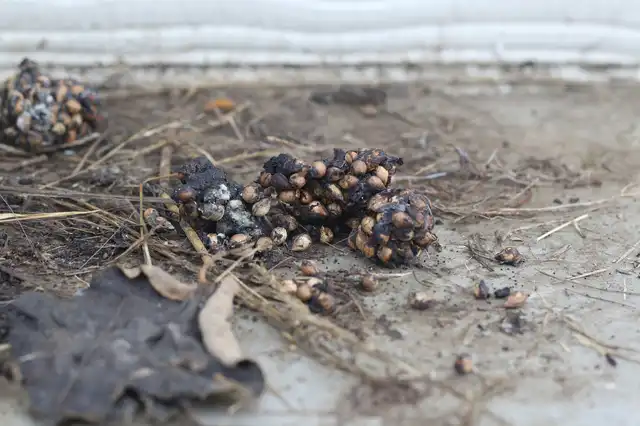 ハクビシンのフン