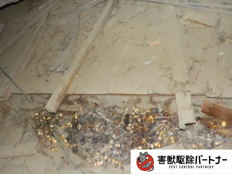 ハクビシンのフン