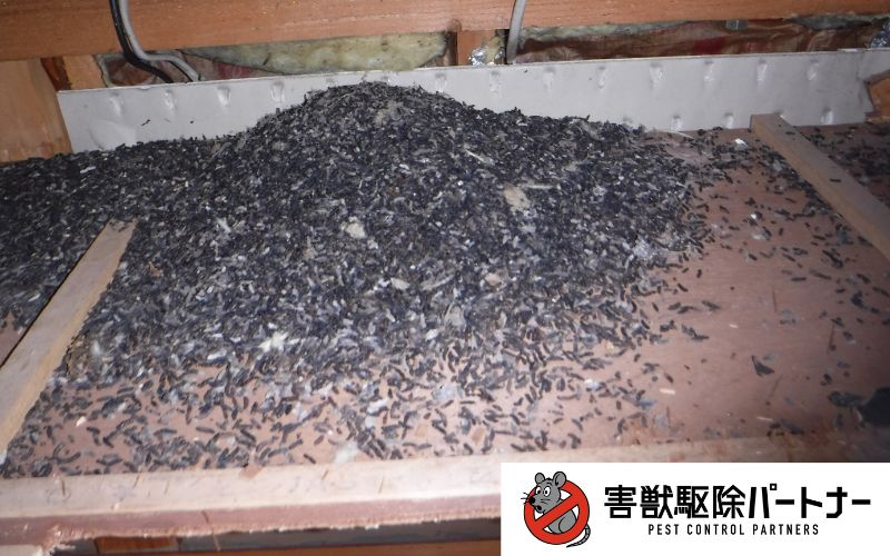 コウモリのフン4