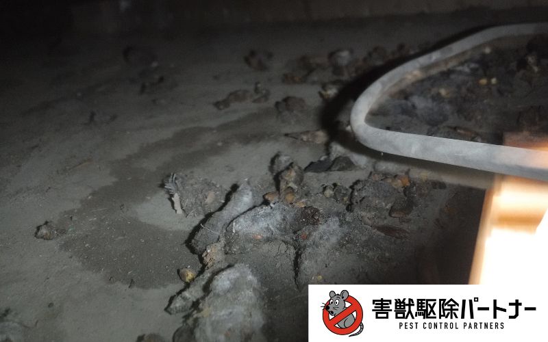 ハクビシンのフン2