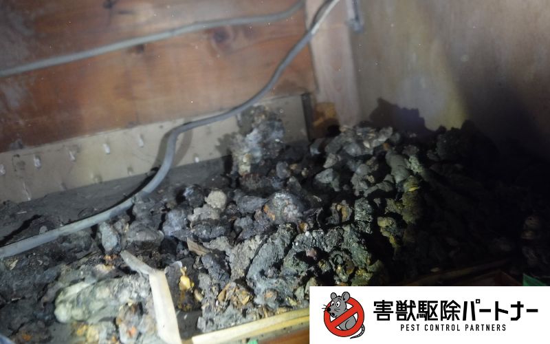 ハクビシンのフン3