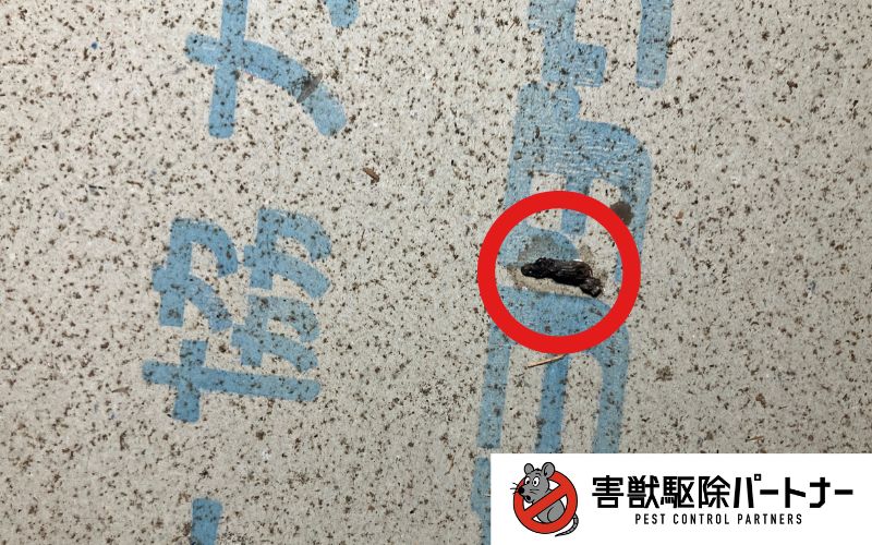 コウモリのフン1