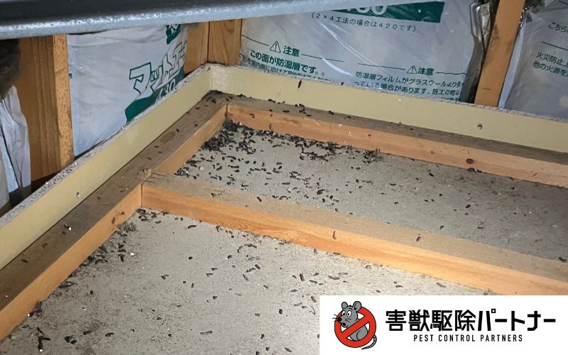 コウモリのフン3