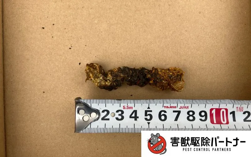 ハクビシンのフン　拡大