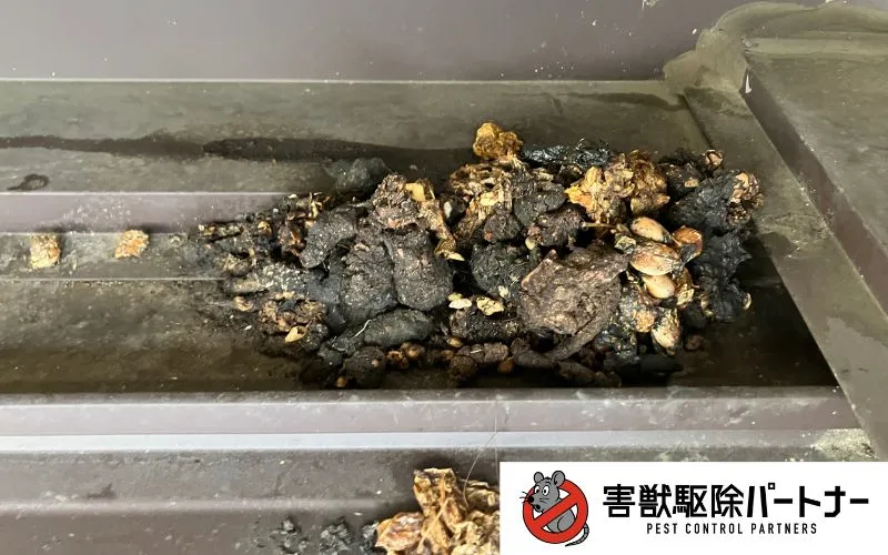 ハクビシンのフン