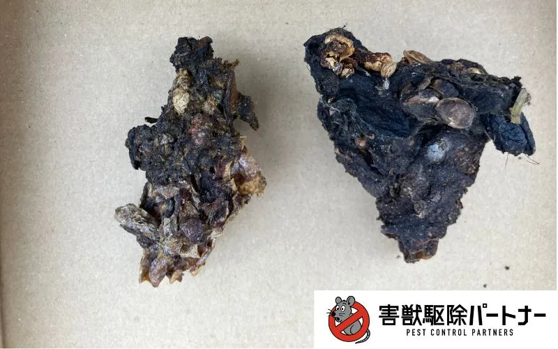 ハクビシンのフン2