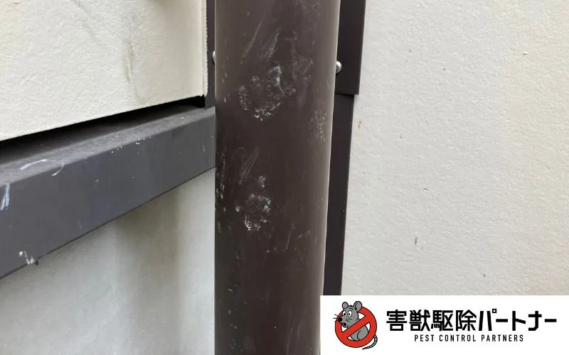 雨樋に付いたハクビシンの足跡