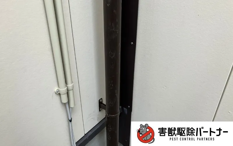 雨樋に付いたハクビシンの足跡