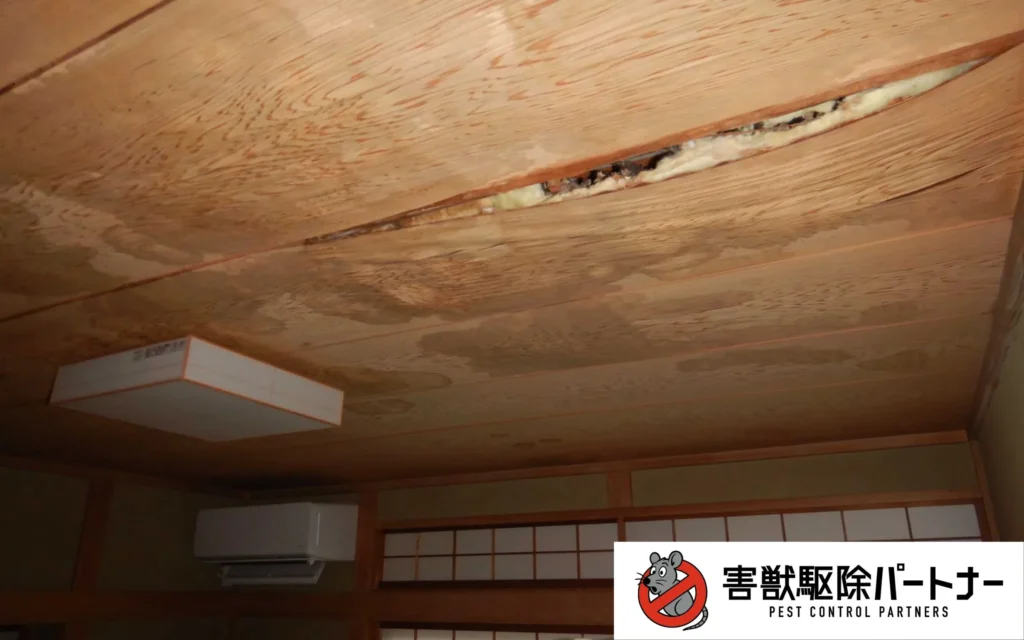 ハクビシンのフンで天井が抜けそうな住宅