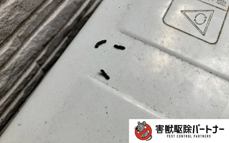 画像】コウモリの糞（フン）を徹底解説 - 特徴と見分け方、注意点