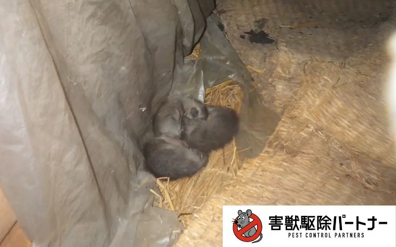 ハクビシンの赤ちゃん