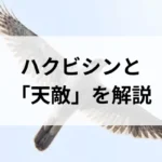 記事サムネイル