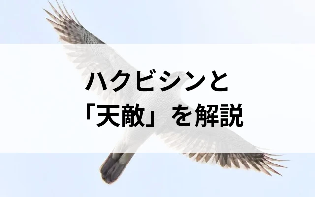 コラムサムネ