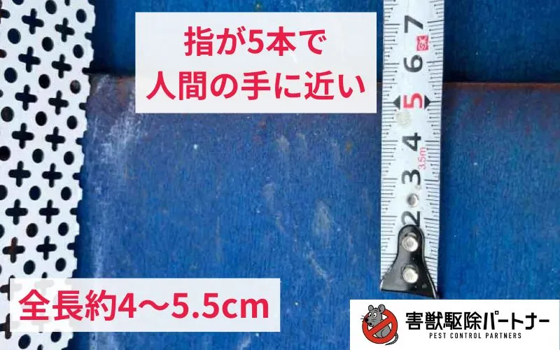 アライグマの足跡