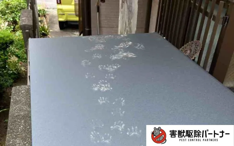 外構天板のアライグマの足跡