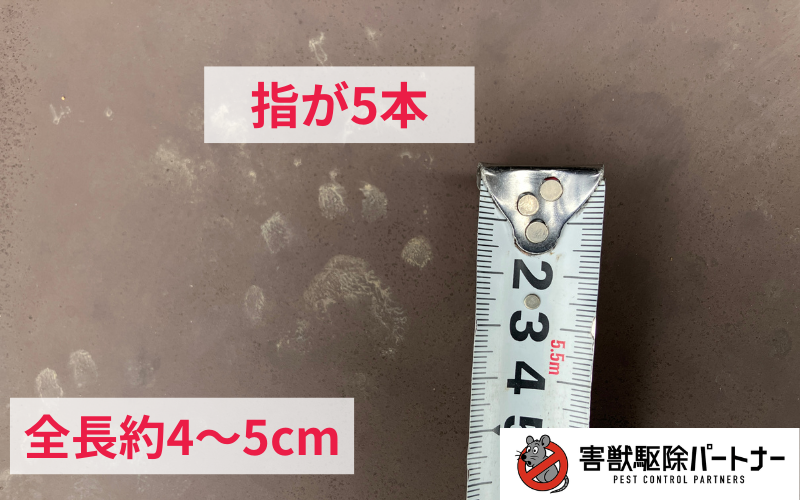 実際のハクビシンの足跡の特徴