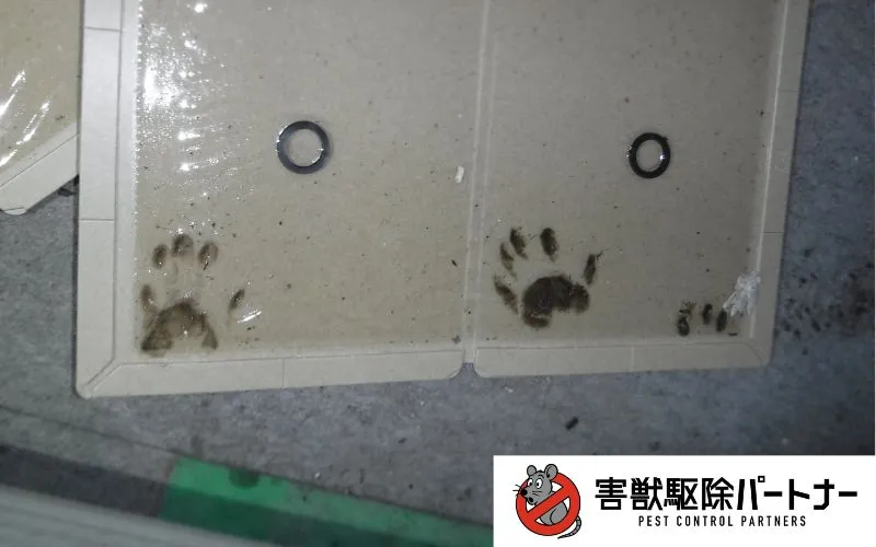 粘着シートに付いたハクビシンの足跡