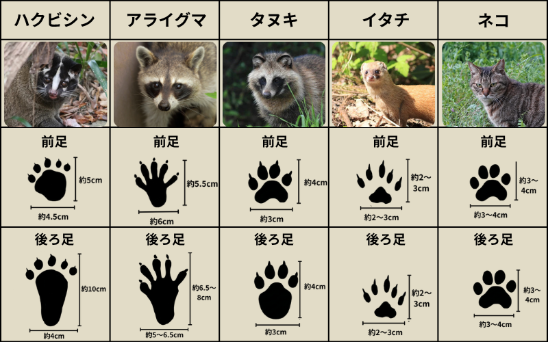 動物の足跡一覧