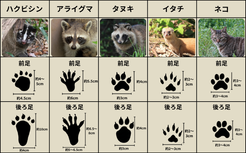 動物の足跡一覧