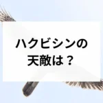 記事サムネイル