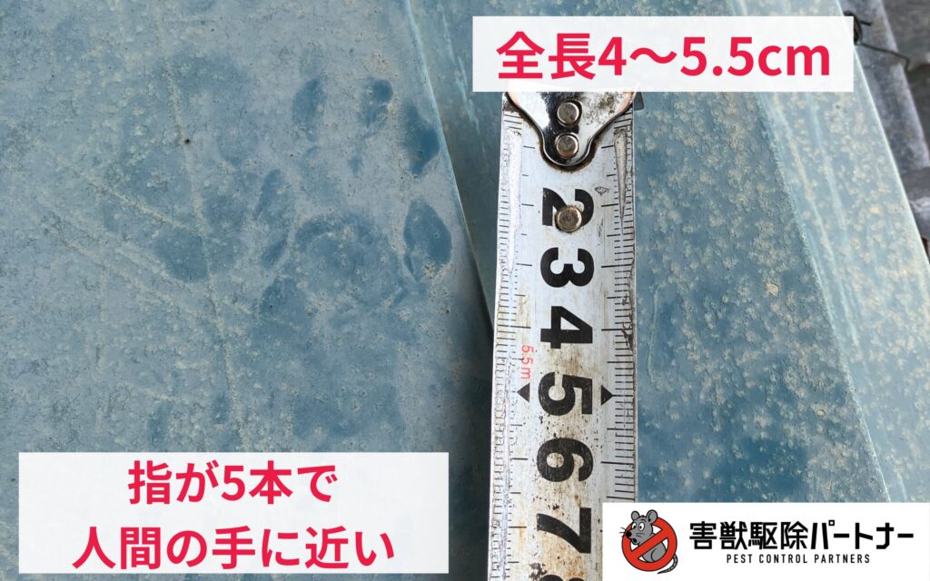 アライグマの足跡