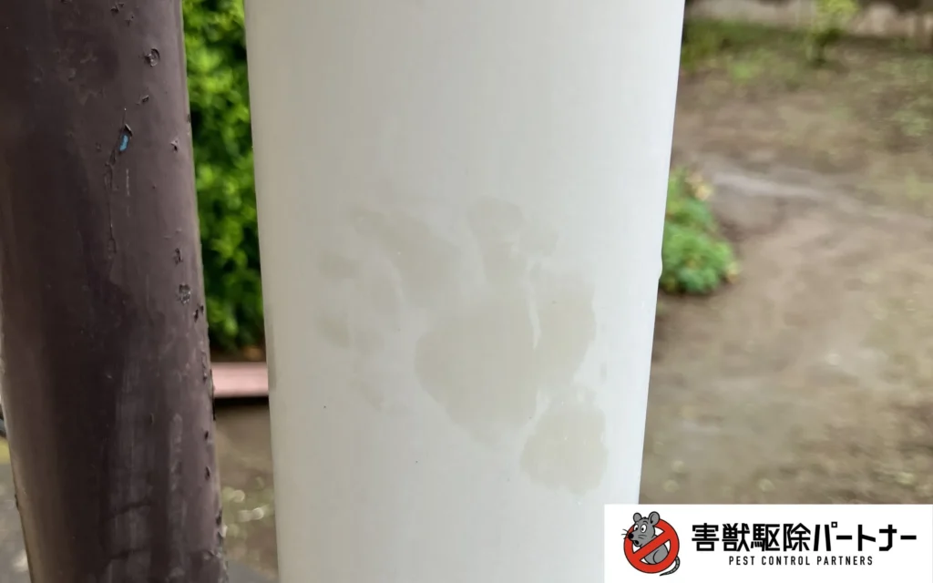 雨樋に付いたハクビシンの足跡(拡大)