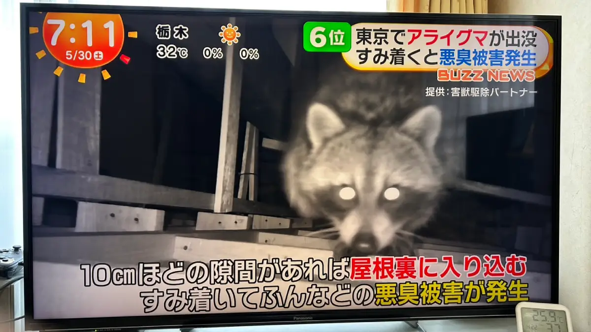 めざましテレビ アライグマ特集